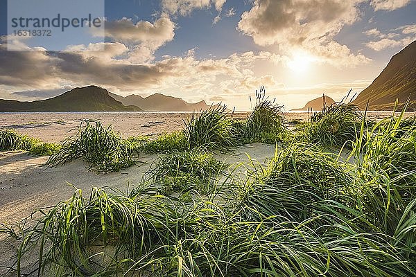 Stimmungsvoll warmes Gegenlicht am weißen Sandstrand  vorne grüne Grasbüschel  Haukland Strand  Leknes  Lofoten  Nordland  Norwegen  Europa