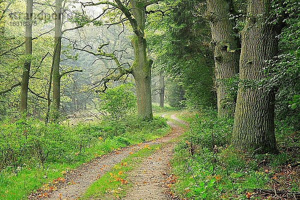 Wanderweg durch stimmungsvollen nebligen Wald  rieige knorrige alte Eichen  Reinhardswald  Hessen  Deutschland  Europa