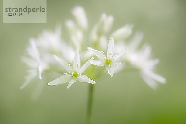Blühender Bärlauch (Allium ursinum)  Blüte  Teutoburger Wald  Hilter  Nordrhein-Westfalen  Deutschland  Europa