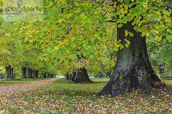 Herbstliche Allee im Schlosspark Putbus  Linden (Tilia) Mecklenburg-Vorpommern  Deutschland  Europa
