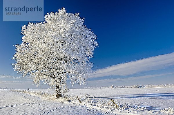 Eiche (Quercus) im Raureif  Winter  Baum  Vechta  Niedersachsen  Deutschland  Europa