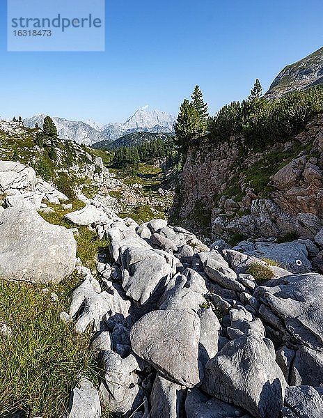 Karstlandschaft  hinten Watzmann  Steinernes Meer  Funtenseetauern  Nationalpark Berchtesgaden  Berchtesgadener Land  Oberbayern  Bayern  Deutschland  Europa