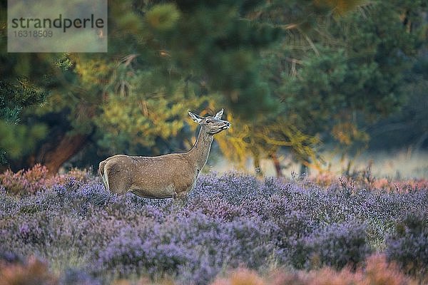 Alttier des Rothirsch (Cervus elaphus) in blühender Heide  sichernd  Nationalpark De Hoge Veluwe  Niederlande  Europa