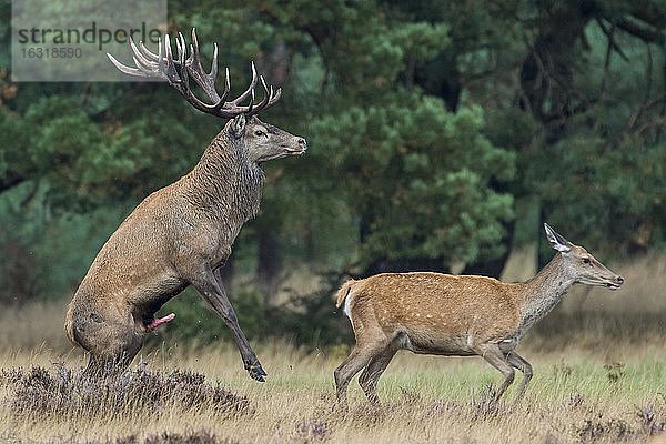 Rothirsch (Cervus elaphus) in der Brunft bei der Paarung  Nationalpark De Hoge Veluwe  Niederlande  Europa