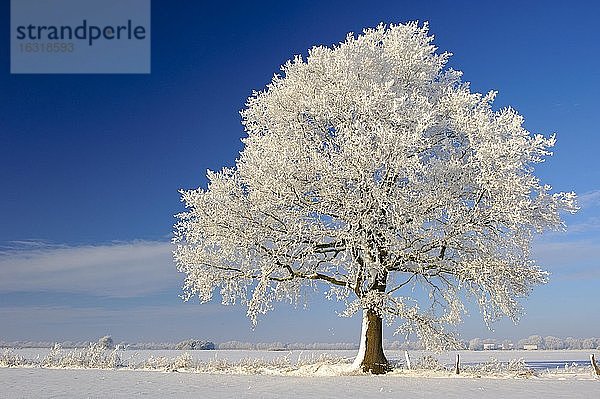Eiche (Quercus) im Raureif  Winter  Baum  Vechta  Niedersachsen  Deutschland  Europa