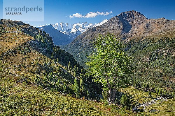 Alp Languard mit Piz Palü und Bellavista über dem Berninatal  Pontresina  Berninaalpen  Oberengadin  Engadin  Graubünden  Schweiz  Europa