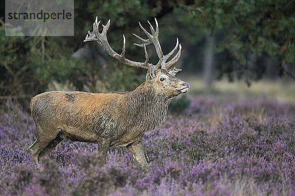 Starker Rothirsch (Cervus elaphus) in blühender Heide während des Brunft  Nationalpark De Hoge Veluwe  Niederlande  Europa