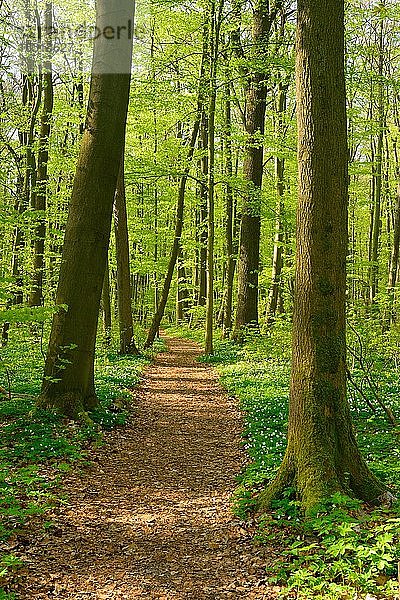 Wanderweg windet sich durch naturnahen Buchenwald im Frühling  frisches grünes Laub  Buschwindröschen blühen  UNESCO-Weltnaturerbe Buchenurwälder in den Karpaten und alte Buchenwälder in Deutschland?  Nationalpark Hainich  Thüringen  Deutschland  Europa
