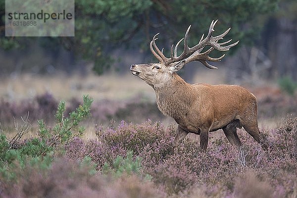 Starker Rothirsch (Cervus elaphus) in blühender Heide während des Brunft  Nationalpark De Hoge Veluwe  Niederlande  Europa