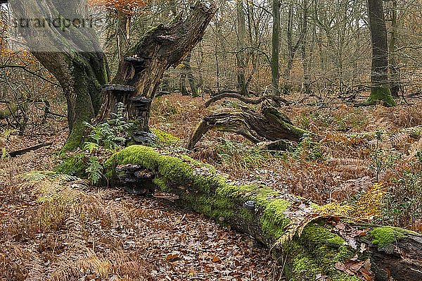 Toter Baum im Urwald Baumweg  Totholz  Emstek  Niedersachsen  Deutschland  Europa