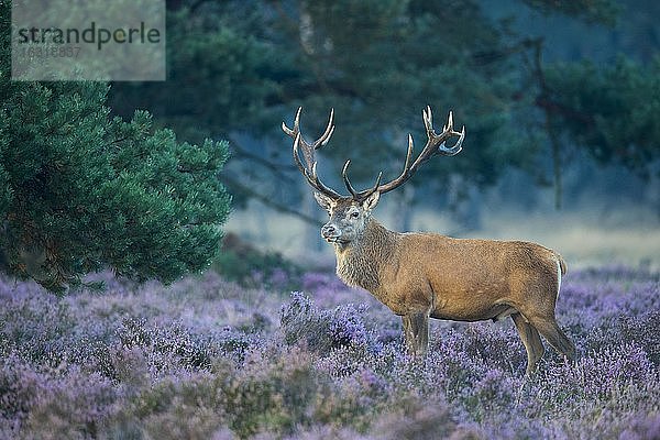 Starker Rothirsch (Cervus elaphus) in blühender Heide während des Brunft  Nationalpark De Hoge Veluwe  Niederlande  Europa