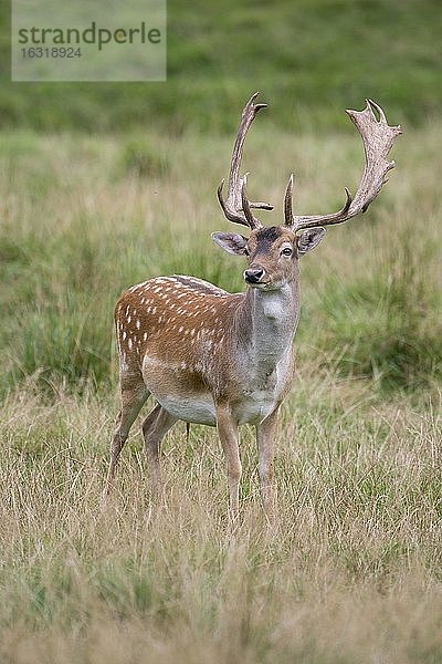 Schaufler des Damhirsch (dama dama)  Puttbus  Mecklenburg-Vorpommern  Deutschland  Europa