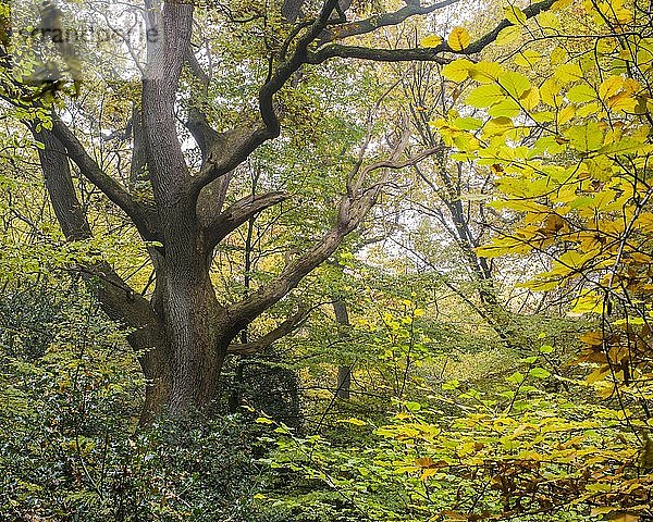 Herbst im Urwald Baumweg  Eiche im Buchenwald  Niedersächsische Landesforsten  Oldenburger Münsterland  Emstek  Niedersachsen  Deutschland  Europa