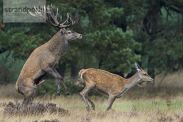 Rothirsch (Cervus elaphus) in der Brunft bei der Paarung  Nationalpark De Hoge Veluwe  Niederlande  Europa