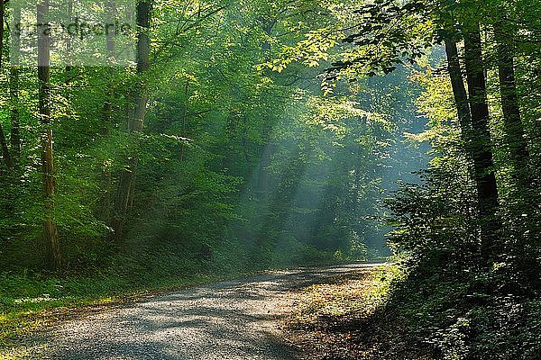 Wanderweg durch lichtdurchfluteten Wald  Sonne strahlt durch Morgennebel  Laubwald  Ziegelrodaer Forst  bei Allstedt  Mansfeld-Südharz  Sachsen-Anhalt  Deutschland  Europa
