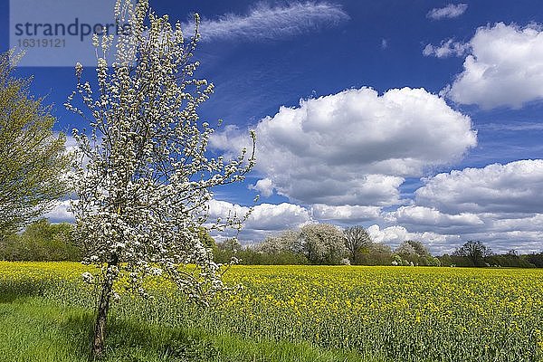 Blühende Obstbäume am Rapsfeld  Biosphärenreservat Schaalsee  Zarrentin  Mecklenburg-Vorpommern  Deutschland  Europa