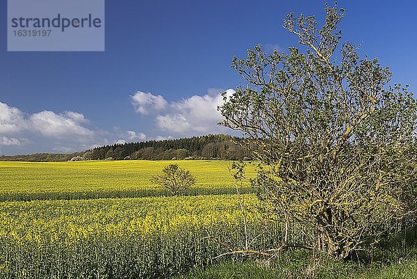 Rapsfeld (Braßica napus) auf der Insel Rügen  Landwirtschaft  Bergen  Mecklenburg-Vorpommern  Deutschland  Europa