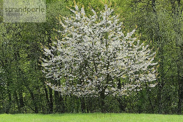 Blühender Kirschbaum (Prunus avium) in Frühlingslandschaft  Biosphärenreservat Schaalsee  Zarrentin  Mecklenburg-Vorpommern  Deutschland  Europa