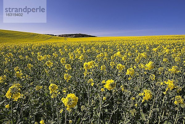 Rapsfeld auf der Insel Rügen  Landwirtschaft  Bergen  Mecklenburg-Vorpommern  Deutschland  Europa