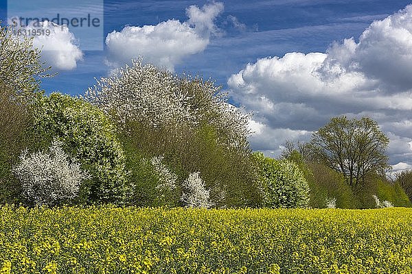 Blühende Bäume am Rapsfeld im Frühling  Biosphärenreservat Schaalsee  Zarrentin  Mecklenburg-Vorpommern  Deutschland  Europa