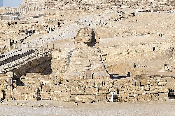 Sphinx  Gizeh  Kairo  Ägypten  Afrika