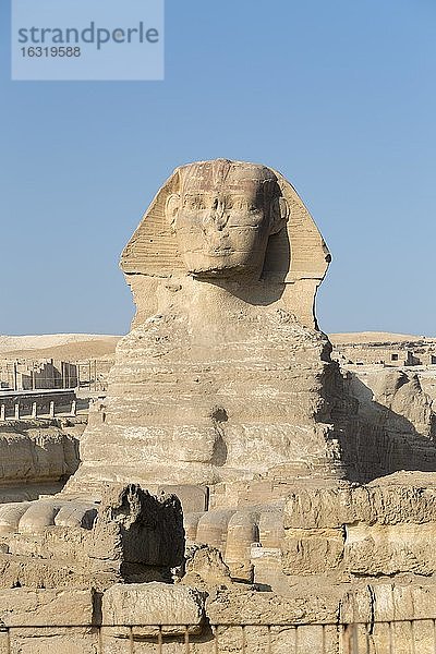 Die große Sphinx  Gizeh  Kairo  Ägypten  Afrika