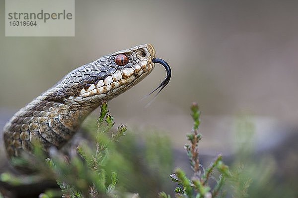 Züngelnde Kreuzotter (Vipera berus) im Moor  Oldenburger Münsterland  Goldenstedter Moor  Niedersachsen  Deutschland  Europa