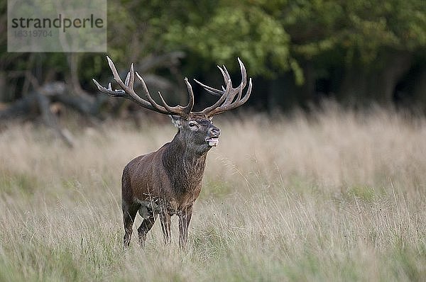 Röhrender Rothirsch (Cervus elaphus) in der Brunft  Klamptenborg  Kopenhagen  Dänemark  Europa