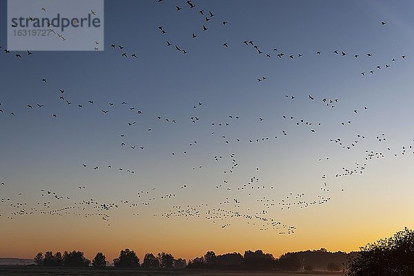 Ziehende Wildgänse (anser anser) vor rotem Abendhimmel  Graugans  Zugvogel  Vogelzug  Rehdener Geestmoor  Niedersachsen  Deutschland  Europa