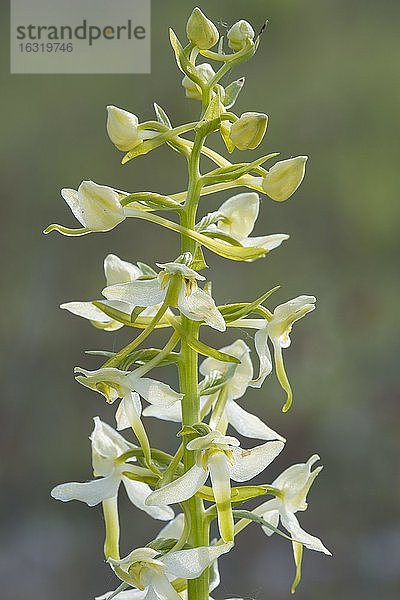 Zweiblättrige Waldhyazinthe (Platanthera bifolia) in Blüte  Orchidee  Damme  Niedersachsen  Deutschland  Europa