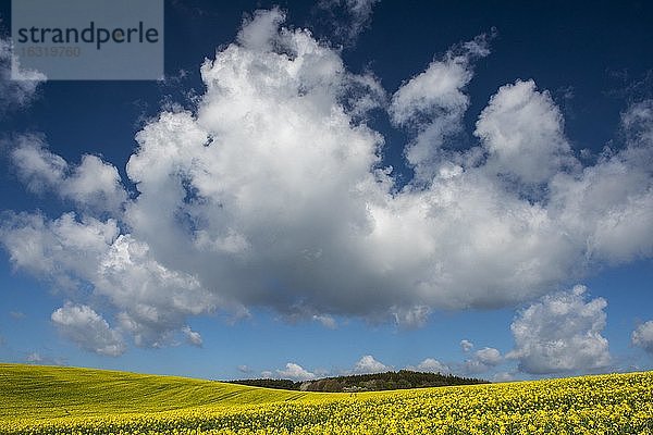 Wolken über Feld mit blühendem Raps (Braßica napus) auf Rügen  Landwirtschaft  Bergen  Mecklenburg-Vorpommern  Deutschland  Europa