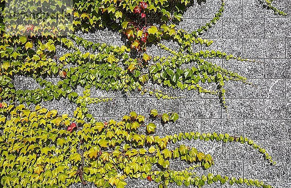 Selbstkletternde Jungfernrebe (Parthenocissus quinquefolia)  Hausfassade mit Wilden Wein verwachsen  Sankt Wolfgang am Wolfgangsee  Salzkammergut  Oberösterreich  Österreich  Europa