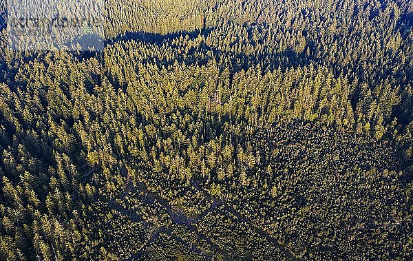 Fichtenwald von oben  Hochmoor am Mondseeberg  Drohnenaufnahme  Mondseeland  Salzkammergut  Oberösterreich  Österreich  Europa