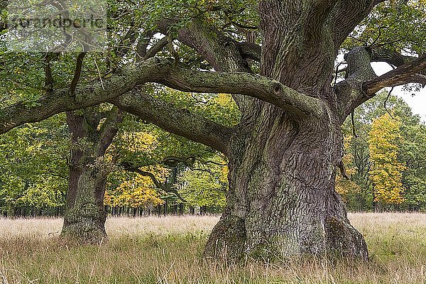 Alte Eichen (Quercus) mit mächtigem Stamm  Baum  Klamptenborg  Kopenhagen  Dänemark  Europa