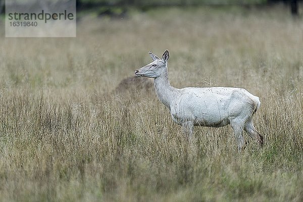 Weißes Schmaltier des Rothirsch (Cervus elaphus)  Klamptenborg  Kopenhagen  Dänemark  Europa