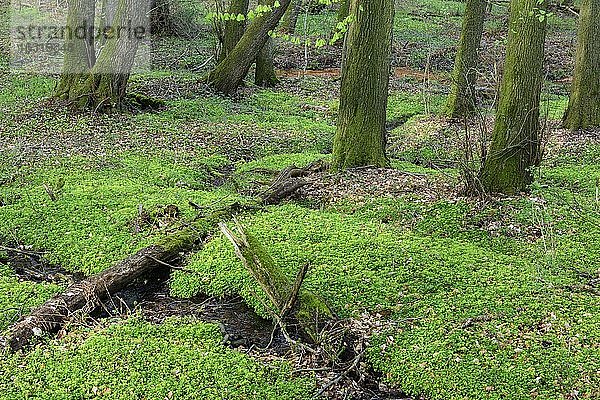Buchen (Fagus sylvatica) im Frühling in den Dammer Bergen  Wald  Baum  Bexaddetal  Oldenburger Münsterland  Damme  Niedersachsen  Deutschland  Europa