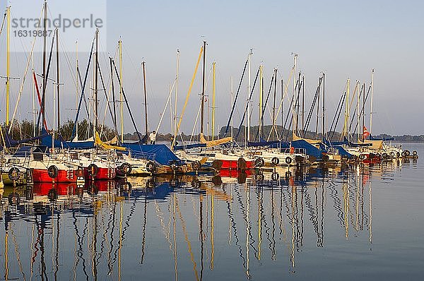 Segelboote am Dümmer  See  Hafen  Spiegelung  Lembruch  Niedersachsen  Deutschland  Europa