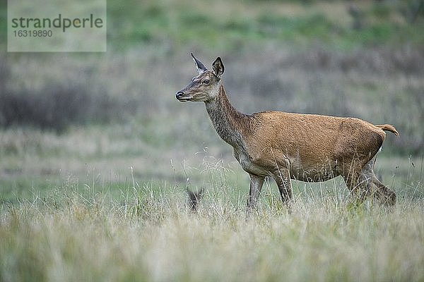 Schmaltier des Rothirsch (Cervus elaphus)  Klamptenborg  Kopenhagen  Dänemark  Europa