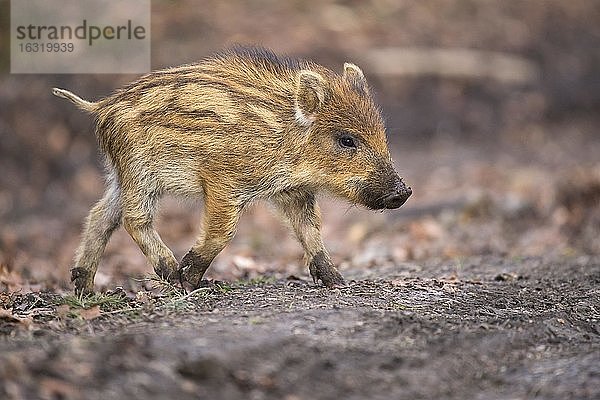 Wildschwein (Sus scrofa)  laufender Frischling  Teutoburger Wald  Niedersachsen  Deutschland  Europa