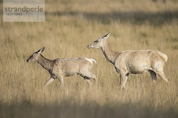 Weißes Schmaltier und Kalb des Rothirsch (Cervus elaphus)  Klamptenborg  Kopenhagen  Dänemark  Europa