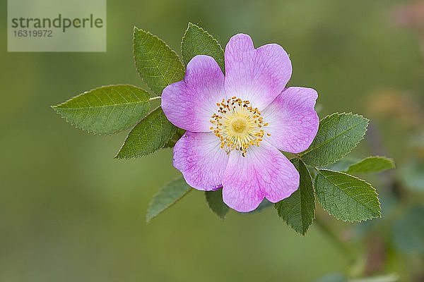 Blühende Heckenrose (Rosa corymbifera)  Oldenburger Münsterland  Vechta  Niedersachsen  Deutschland  Europa