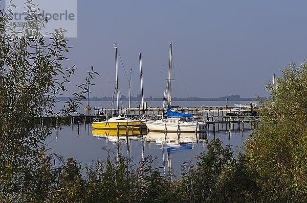 Segelboote am Dümmer  See  Hafen  Lembruch  Niedersachsen  Deutschland  Europa