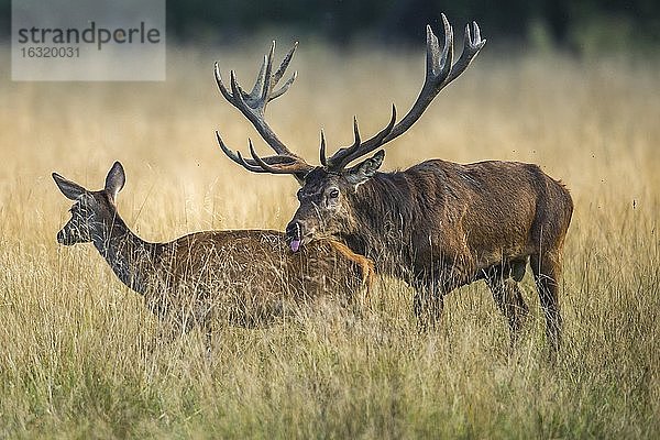 Rothirsch (Cervus elaphus) und Schmaltier in der Brunft  Klamptenborg  Kopenhagen  Dänemark  Europa