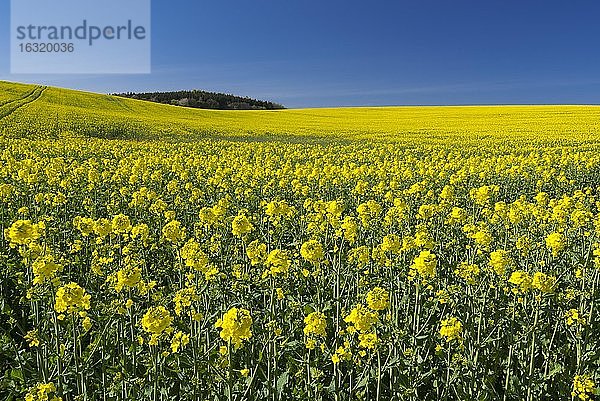 Feld mit blühendem Raps (Braßica napus) auf Rügen  Landwirtschaft  Bergen  Mecklenburg-Vorpommern  Deutschland  Europa