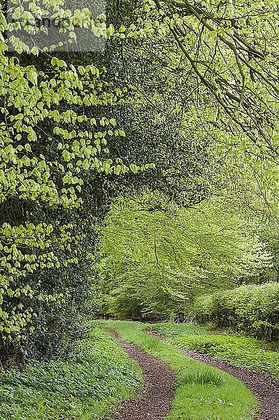 Weg im Herrenholz  Buchenwald (Fagus sylvatica) mit frischen Blättern  Herrenholz  Lutten  Niedersachsen  Deutschland  Europa