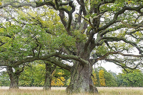 Alte Eichen (Quercus) mit mächtigem Stamm im Herbst  Baum  Klamptenborg  Kopenhagen  Dänemark  Europa