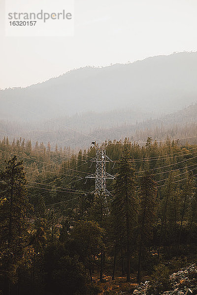 Strommast zwischen Bäumen im Wald  Redding  Kalifornien  USA