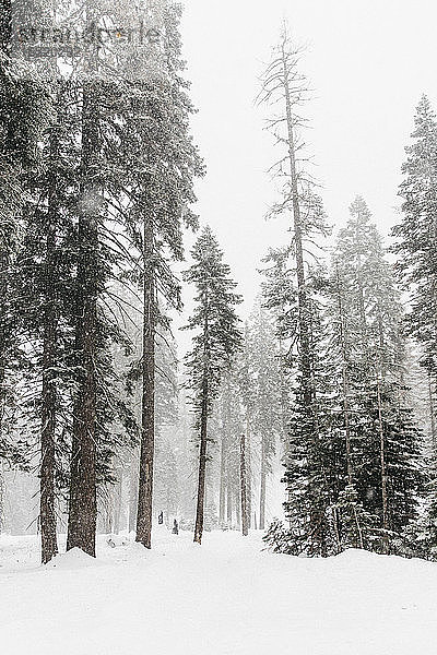 Schneebedeckte Bäume  Yosemite-Nationalpark  Yosemite  Kalifornien  USA