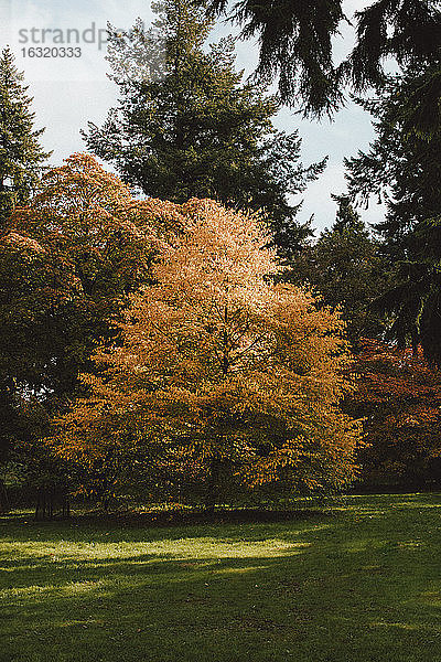 Leuchtend orangefarbener Herbstbaum im Park