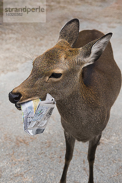 Nahaufnahme eines Hirsches  der auf einer Touristenkarte kaut  Nara Park  Nara  Japan